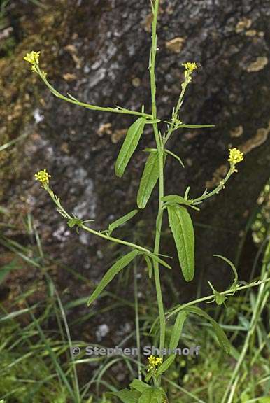 sisymbrium officinale 1 graphic